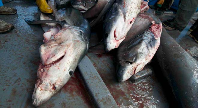 Medio Ambiente toma medidas contra los países no cooperantes en la lucha contra la pesca ilegal