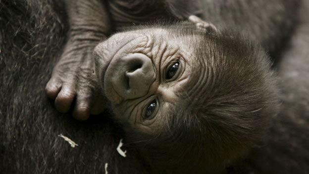 Proyecto Gran Simio pide que se cumplan las normas en zoos