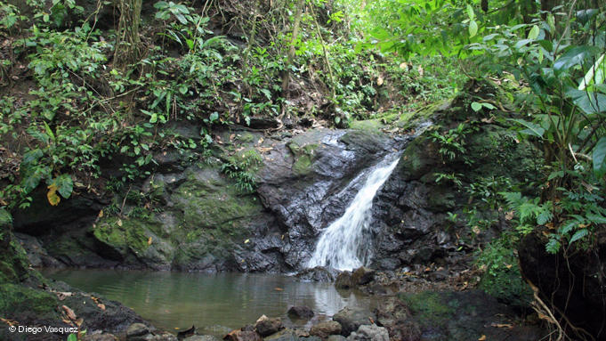 Colombia: “El motor para proteger los bosques es el cambio climático”