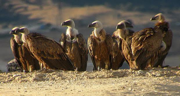 Por la prohibición del uso veterinario del diclofenaco