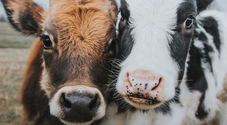 Igualdad animal: STOP al sufrimiento animal extremo