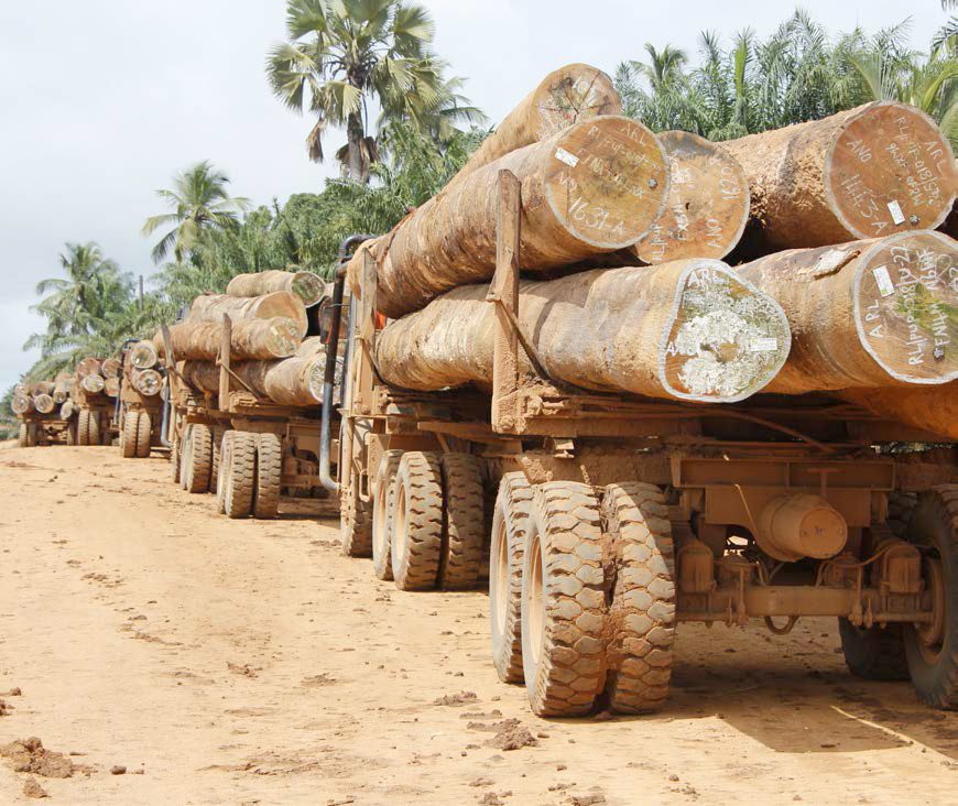 Campaña internacional para definir los Bosques por lo que realmente significan