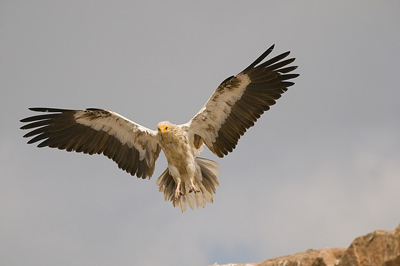 La comunidad científica internacional decide en Jaén nuevos escenarios para afrontar la actual crisis de biodiversidad