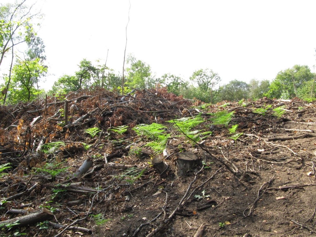 Asturias. No a la tala masiva de mas castaños en el Parque de Redes