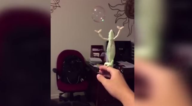 El camaleón come – burbujas (Ver VIDEO)