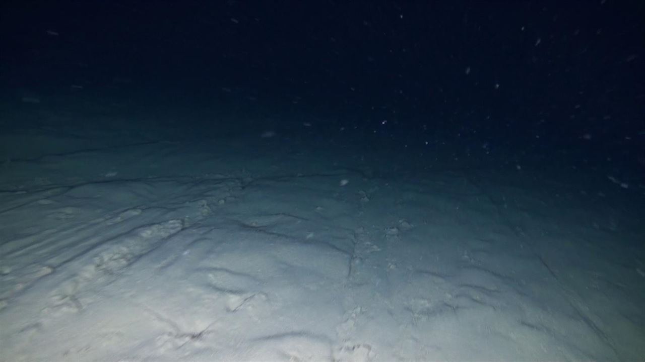 Oceana pide proteger el fondo marino de la pesca de arrastre de profundidad