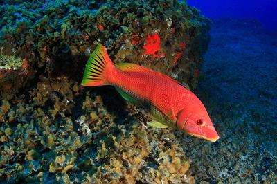 Compromiso firme para la preservación de la Reserva Marina de La Palma
