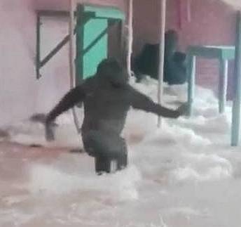 El gorila ‘bailarín’ (Mira el VIDEO)