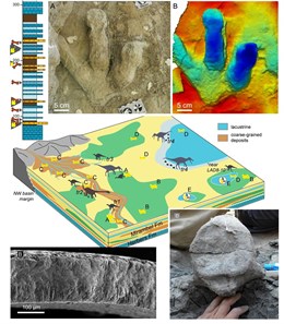 Los dinosaurios del Maestrazgo vivían y se reproducían en meandros y lagunas cerca del mar