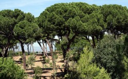 Comienza el proceso de valoración para declarar la Dehesa de la Villa Bien de Interés Cultural