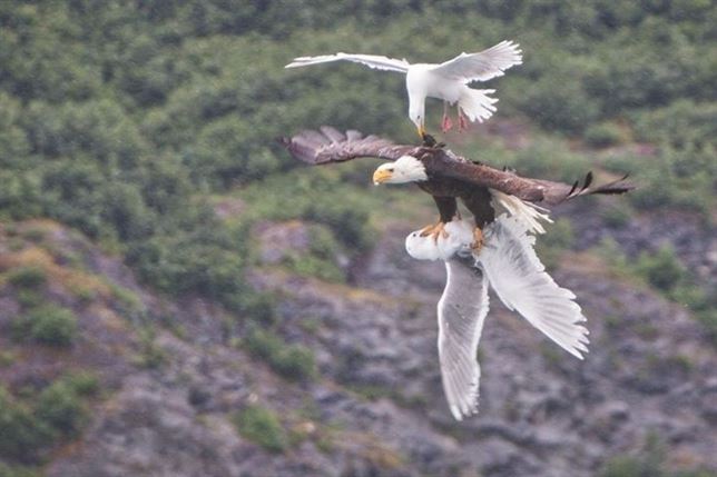 Una batalla ‘épica’ entre un águila y dos gaviotas