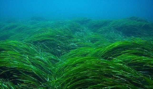 Las praderas marinas ocupan más de 1.600 kilómetros cuadrados en España