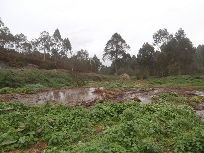 Asturias. Un laguna formada por vertidos de purines