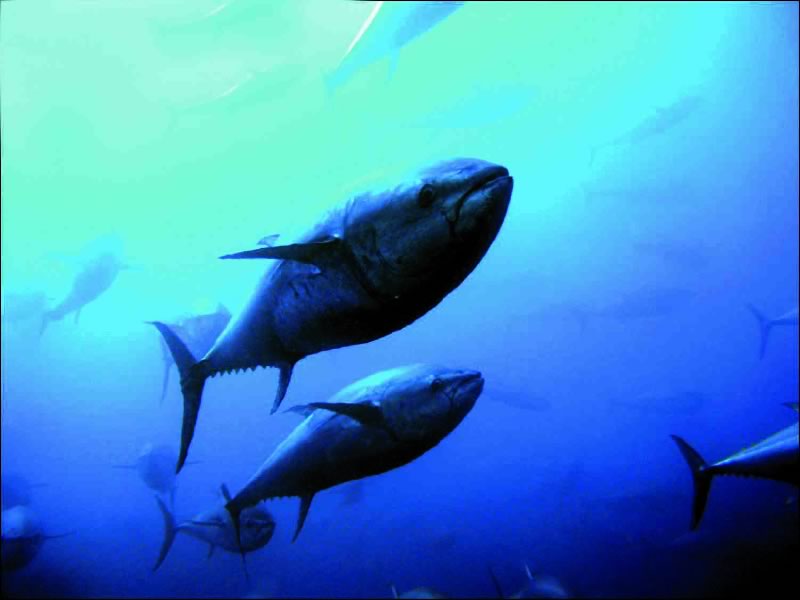 Bruselas cierra la pesca española de atún rojo días antes del fin de temporada por agotar cuota