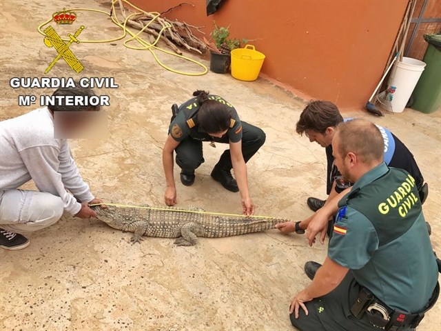 Localizado un cocodrilo robado en diciembre que mantenían en una casa de Güime (Lanzarote)