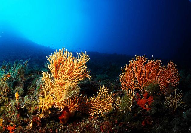 La primera década del siglo XXI se cierra con daños irreversibles para los océanos