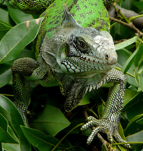 La iguana guatemalteca es declarada especie protegida por la CITES