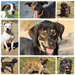 La protectora El Cambio cierra y busca adoptantes para ocho perros