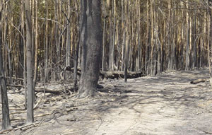 Detenido un ‘pirómano’ por cinco incendios forestales en el Parque Natural Baixa Limia-Xurés