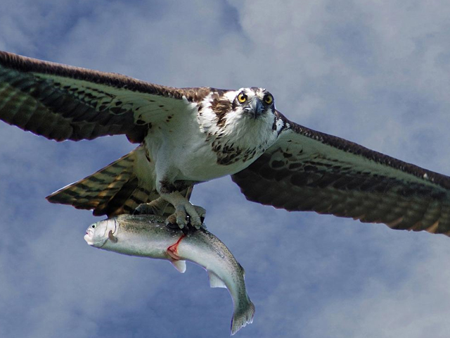 Marismas del Odiel dispone de cámaras para el seguimiento de las águilas pescadoras y los flamencos