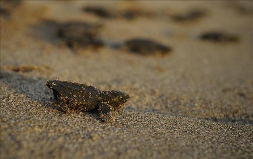 La tortuga Golfina sobrevive por un voluntariado de jóvenes en el Pacífico hondureño