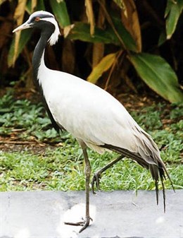 Navalvillar de Pela celebra un festival para celebrar la llegada de las grullas