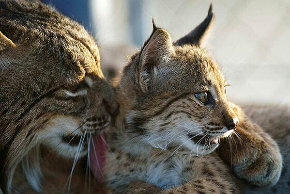 Practicada una eutanasia a una hembra de lince ibérico víctima de la Enfermedad Renal Crónica