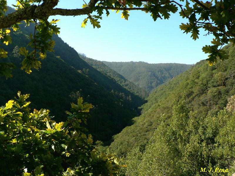 Galicia. Arranca la regeneración de las Fragas do Eume