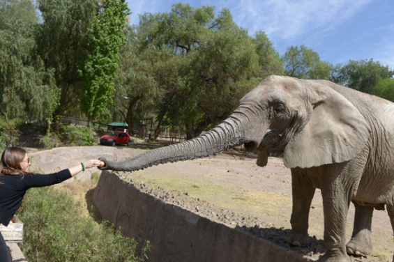 Argentina. Los elefantes del Zoo de Mendoza serán los próximos en irse