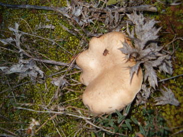 Salamanca. Banco de Germoplasma precursor en el estudio y conservación de los hongos