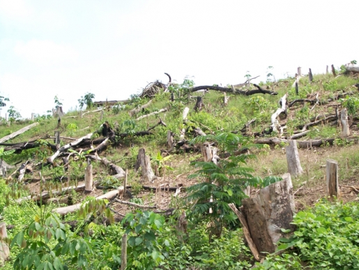 BOSQUES Eco-nomía verde