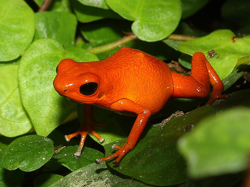 Peligran las poblaciones de anfibios de todo el mundo por una enfermedad