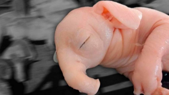 Nació así este animal por culpa de las fumigaciones