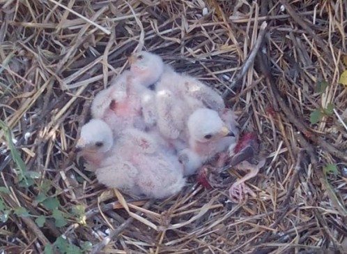 Las cosechadoras ‘asesinas’ de aguiluchos