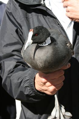 Dos nuevas parejas de Focha Moruna