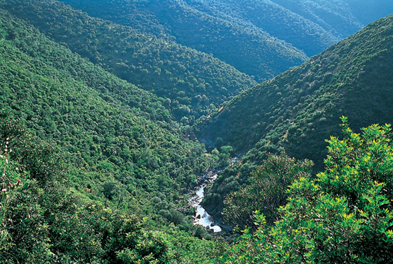 FSC España presenta una guía para promover la responsabilidad de las empresas con los bosques