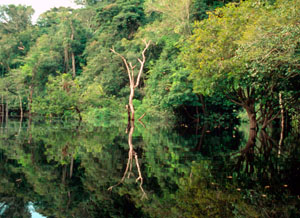 La impotencia ambientalista habita en la Amazonia