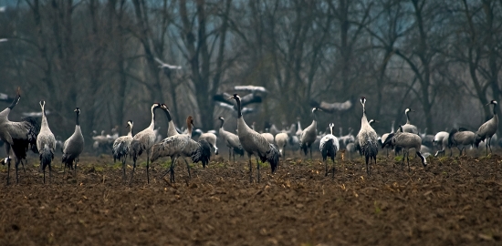 80.000 grullas llegan a Extremadura para pasar el invierno
