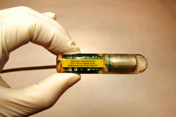 Un atún rojo vasco aparece en Malta siete años después