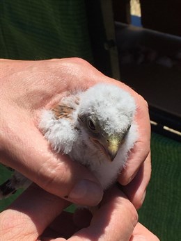 Andalucia recupera el cernícalo primilla en Parque Sierra Aracena y Picos de Aroche (Huelva)