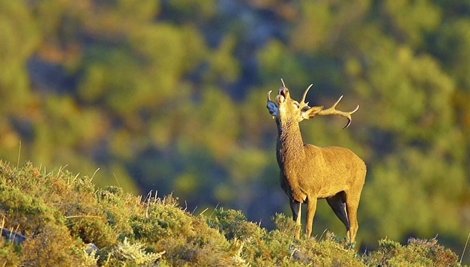 La Junta de Andalucía ‘insinúa’ que tras la reforma de la Ley de Parques está la caza