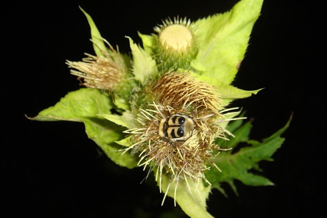 La contaminación lumínica