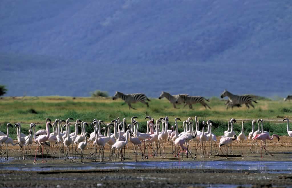 España apoya a Mauritania en la conservación de una colonia de cría del flamenco enano