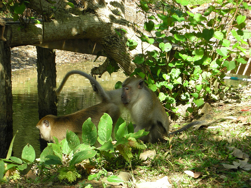 Ecologistas reclaman incluir a 130 especies canarias en el Listado de Especies Silvestres con Protección Especial