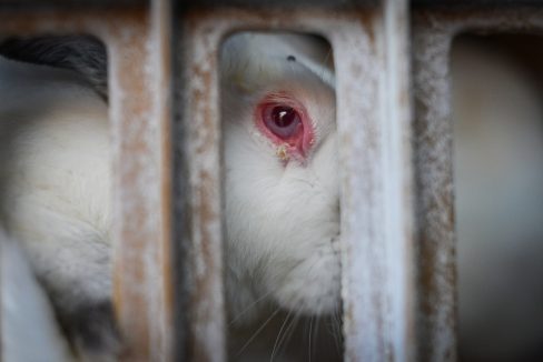 Demoledor VIDEO del maltrato en granjas de conejos