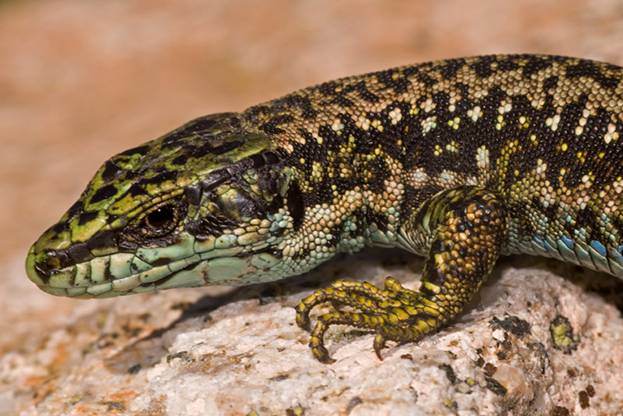 El calentamiento global disminuye la eficacia de las señales sexuales en la lagartija carpetana