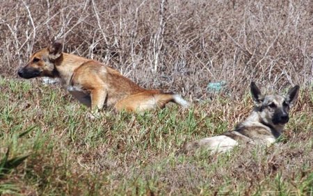 El Cabildo de Tenerife ‘recula’ en su decisión de matar a los perros abandonados