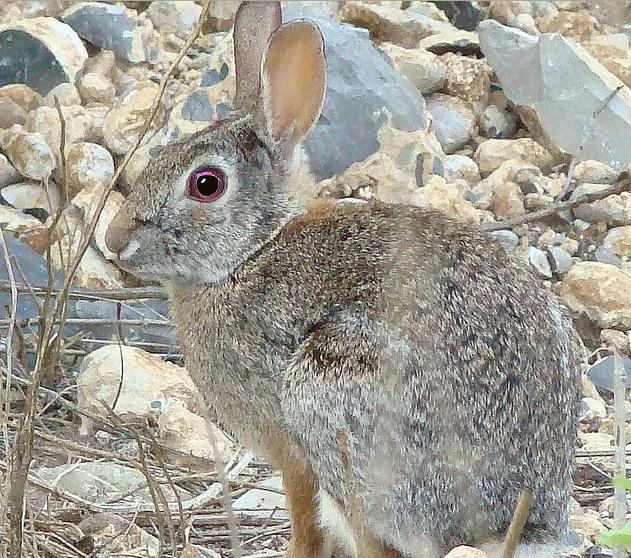 Se desarrolla la última fase de la investigación de las pruebas de transmisión en campo de la vacuna del conejo de monte