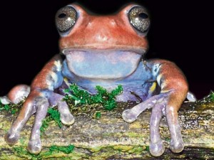 Científicos hallan una nueva especie de rana en Colombia