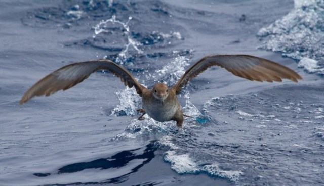 Los pescadores tienen la clave para evitar las 200.000 capturas accidentales de aves marinas